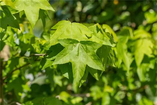 Amerikanischer Amberbaum - Liquidambar styraciflua - Heckenelemente