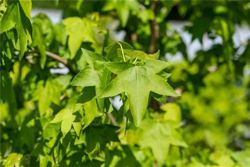 Amerikanischer Amberbaum - Liquidambar styraciflua - Heckenelemente