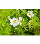 Fingerstrauch 'Manchu' - Potentilla fruticosa 'Manchu'