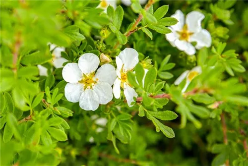 Fingerstrauch 'Manchu' - Potentilla fruticosa 'Manchu'
