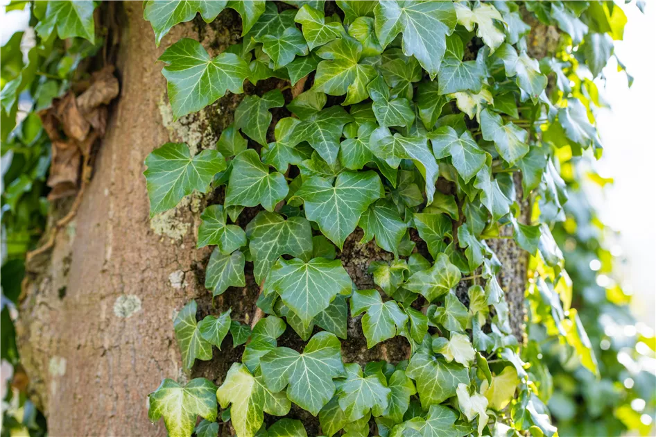 ficus gummibaum giftig Gummibaum XL | Ficus elastica main image 1