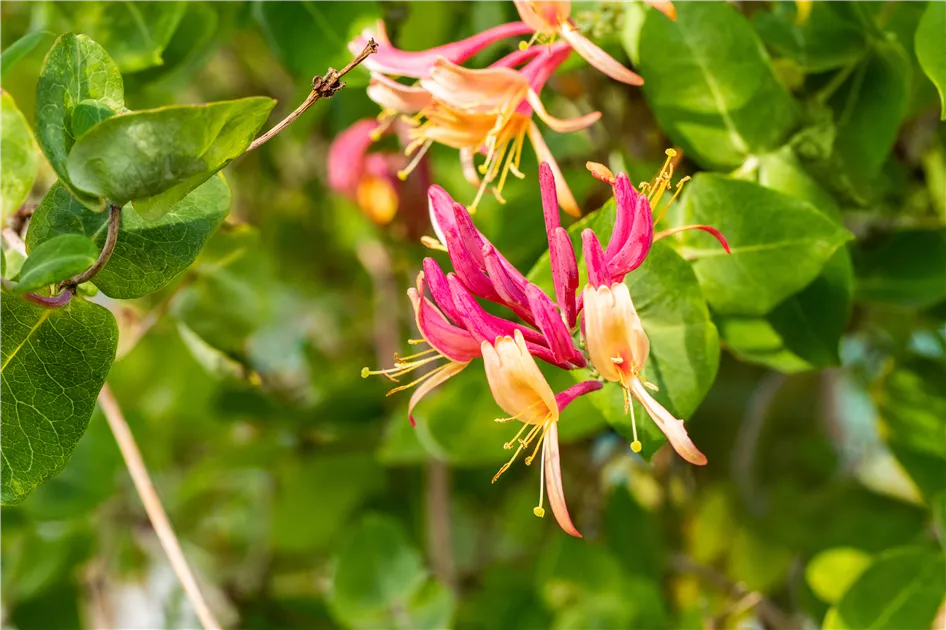 Lonicera heckrottii 'Goldflame', Geischlinge 'Goldflame' - Semper Verde  Pflanzenzentrum Ullmer GbR