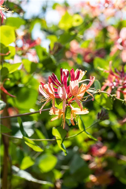 Lonicera heckrottii 'Goldflame', Geischlinge 'Goldflame' - Semper Verde  Pflanzenzentrum Ullmer GbR