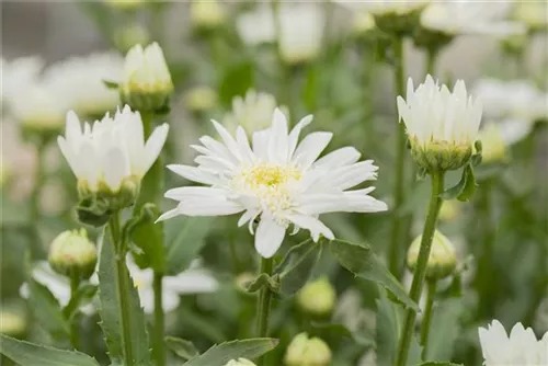 Großblumige Garten-Margerite - Leucanthemum x superb.'Christine Hagemann'