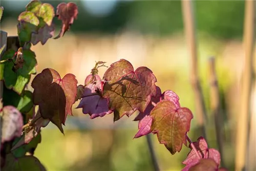 Dreilappige Jungfernrebe 'Veitchii' - Parthenocissus tric.'Veitchii'