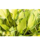 Graublaue Garten-Funkie - Hosta x tardiana 'June' -R-