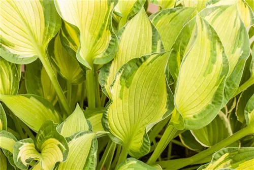 Graublaue Garten-Funkie - Hosta x tardiana 'June' -R-