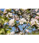 Gemeiner Apfel - Malus sylvestris CAC - Wildgehölze
