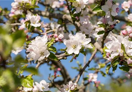 Malus sylvestris CAC - Gemeiner Apfel