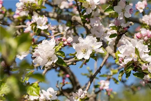 Gemeiner Apfel - Malus sylvestris CAC - Wildgehölze