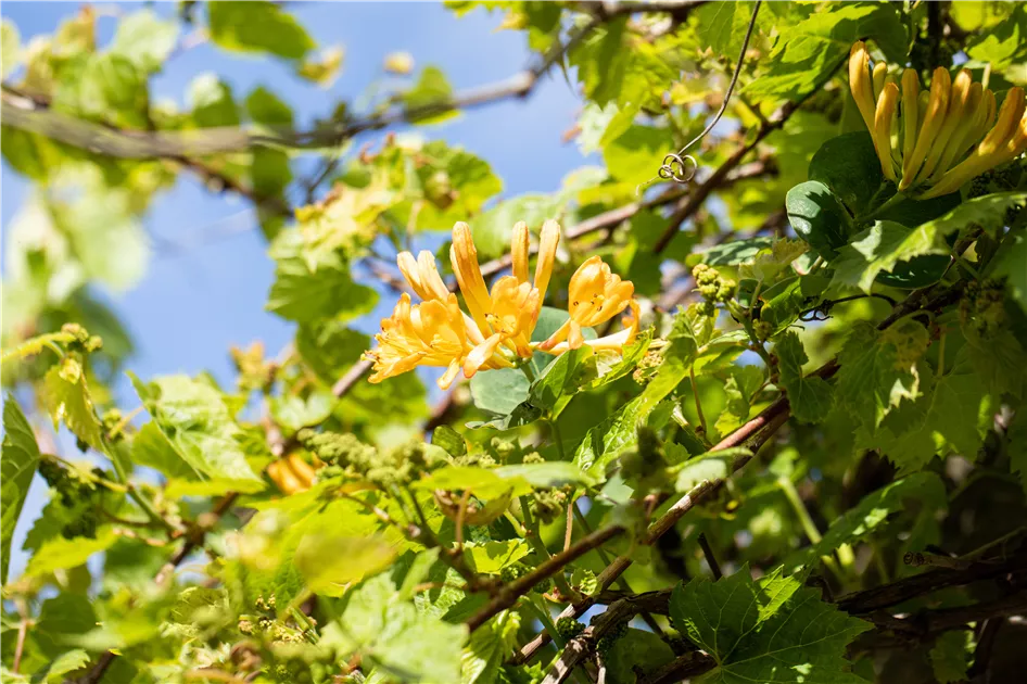 Lonicera tellmanniana, Gold-Geischlinge - Semper Verde Pflanzenzentrum  Ullmer GbR