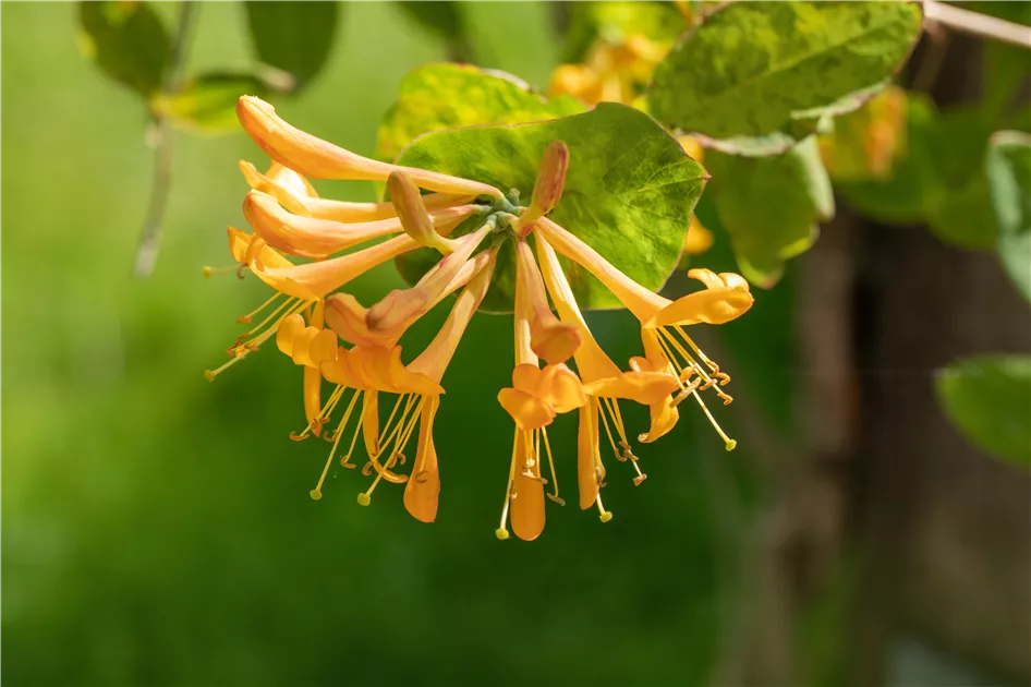 Lonicera tellmanniana, Gold-Geischlinge - Semper Verde Pflanzenzentrum  Ullmer GbR