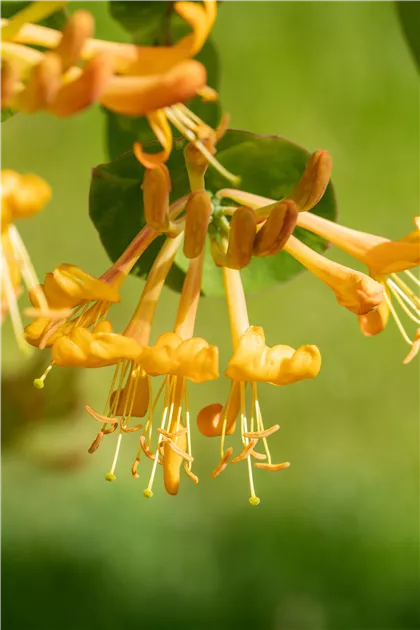 Lonicera tellmanniana, Gold-Geischlinge - Semper Verde Pflanzenzentrum  Ullmer GbR