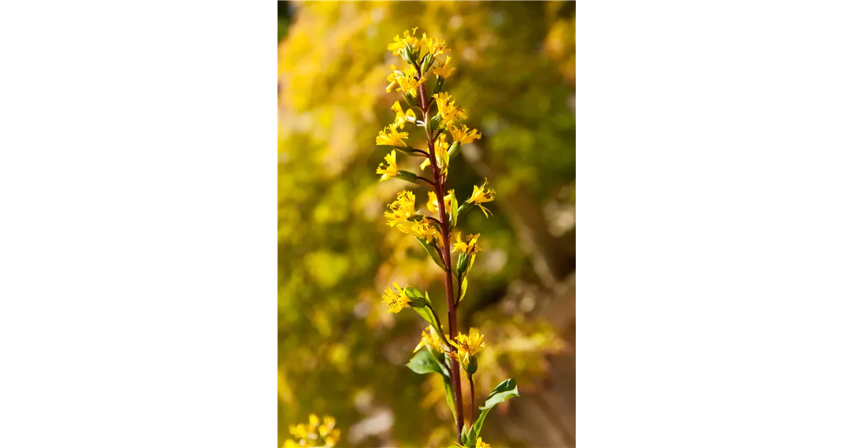 heartleaf ice plant Mesembryanthemum 'Crystal' main image 0