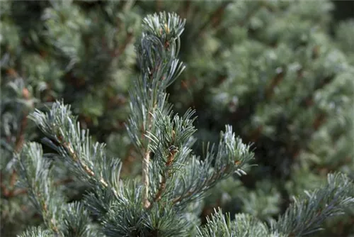 Blaue Mädchenkiefer 'Negishi' - Pinus parviflora 'Negishi' - Bonsai