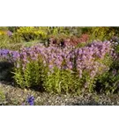 Garten-Gelenkblume - Physostegia virginiana 'Red Beauty'