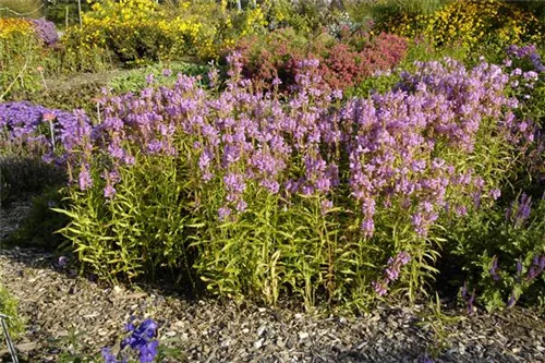 Garten-Gelenkblume - Physostegia virginiana 'Red Beauty'