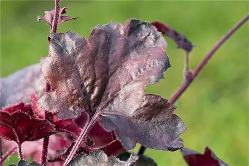 Garten-Silberglöckchen - Heuchera micrantha 'Midnight Rose' -R-