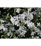 Garten-Teppich-Flammenblume - Phlox douglasii 'White Admiral'
