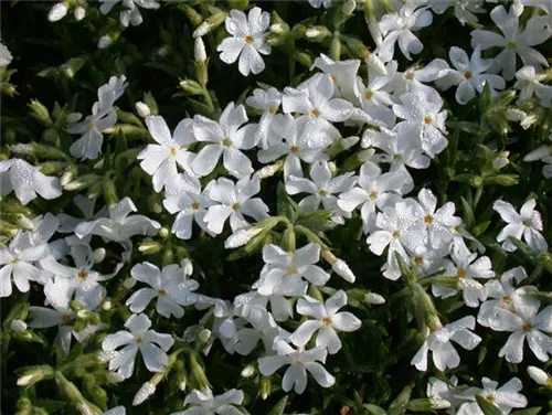 Garten-Teppich-Flammenblume - Phlox douglasii 'White Admiral'