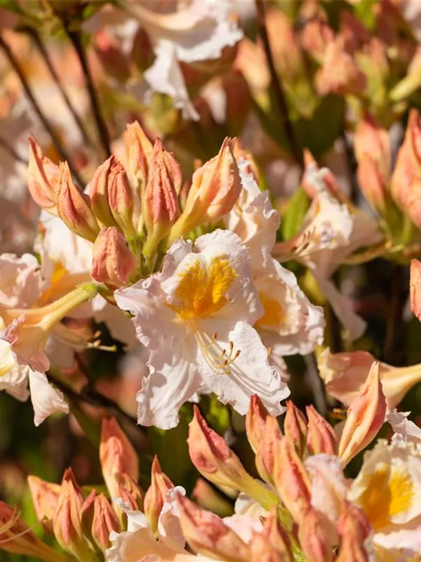 Rhododendron lut.'Möwe' I, Sommergrüne Azalee 'Möwe ...