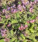 Echtes Lungenkraut - Pulmonaria officinalis