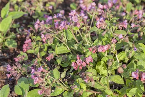 Echtes Lungenkraut - Pulmonaria officinalis