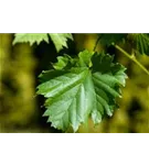 Weintraube - Vitis vinifera