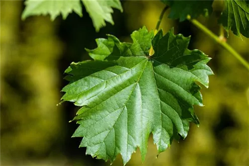 Weintraube - Vitis vinifera
