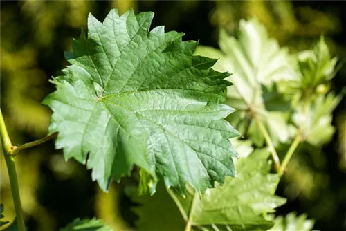 Weintraube - Vitis vinifera