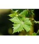 Weintraube - Vitis vinifera