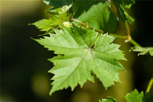 Weintraube - Vitis vinifera
