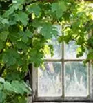 Weintraube - Vitis vinifera