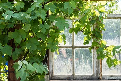Weintraube - Vitis vinifera