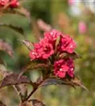 Weigelie 'Bristol Ruby' - Weigela 'Bristol Ruby' - Wildgehölze