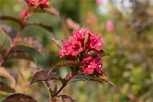 Weigelie 'Bristol Ruby' - Weigela 'Bristol Ruby' - Wildgehölze