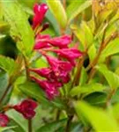 Weigelie 'Bristol Ruby' - Weigela 'Bristol Ruby' - Wildgehölze