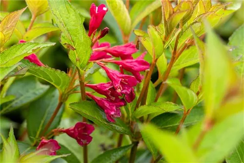 Weigelie 'Bristol Ruby' - Weigela 'Bristol Ruby' - Wildgehölze