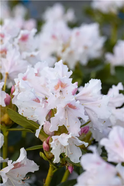 Rhododendron Hybr.'Cunningham's White' I, Rhododendron-Hybride  'Cunningham's White' - Semper Verde Pflanzenzentrum Ullmer GbR