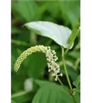 Amerikanischer Molchschwanz - Saururus cernuus