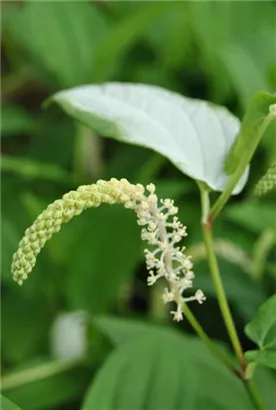 Amerikanischer Molchschwanz - Saururus cernuus