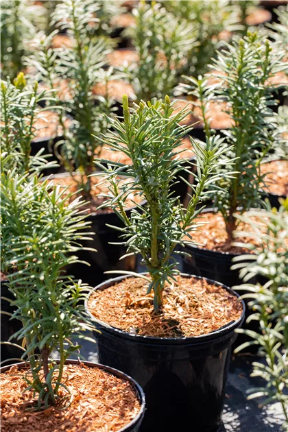 fargesia formidable Fargesia (Bamboo) 'Robusta Formidable' – Wyevale Hedges