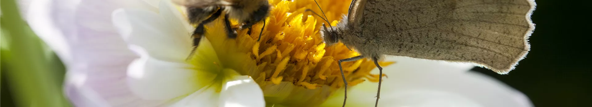 Frühblüher – das Frühlingsbuffet für Biene und Co.