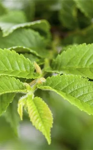 Ulmus carpinifolia
