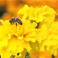 Schöne Mogelpackungen