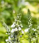 Enzianblättriger Ehrenpreis - Veronica gentianoides