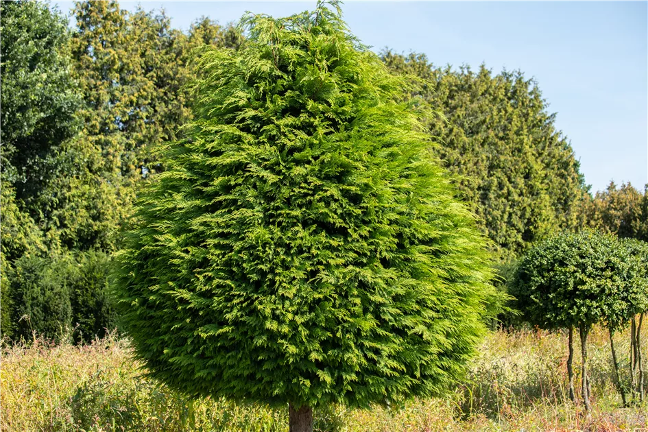podocarpus macrophyllus tree Podocarpus Macrophyllus Maki 5 Gallon Big Leaved Japanese Jew Pine Tree  Live Plant Fr7 main image 1