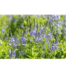 Großer Garten-Ehrenpreis - Veronica teucrium 'Royal Blue'