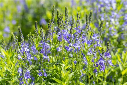 Großer Garten-Ehrenpreis - Veronica teucrium 'Royal Blue'