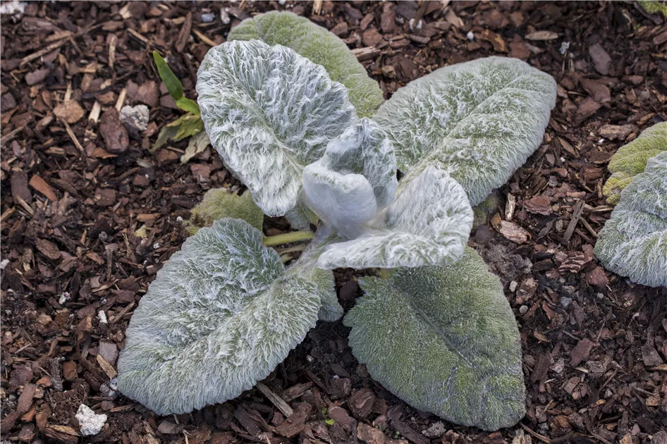 schnittblumen dnger fr zimmerpflanzen Zimmerpflanzen Dnger 0,5l  Foliage Dreams
